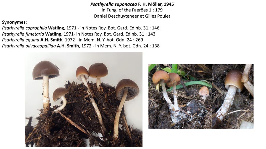 Psathyrella saponacea