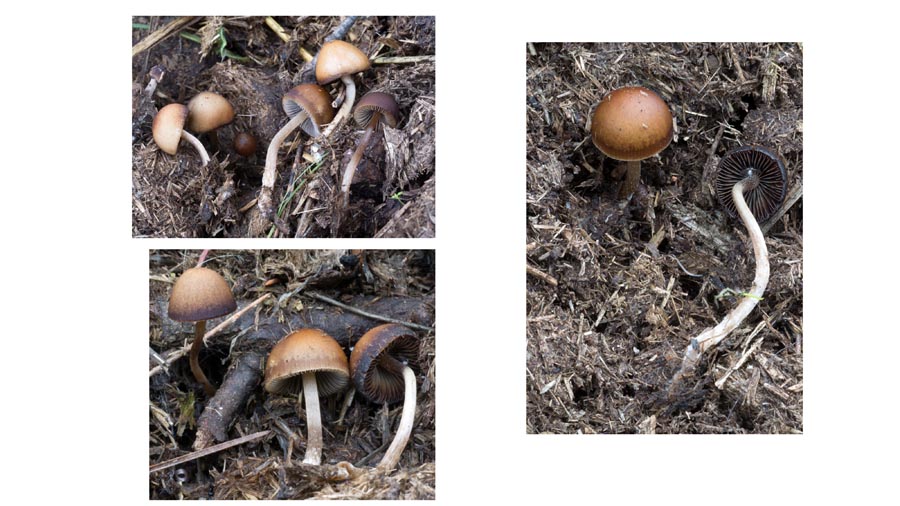 Psathyrella saponacea