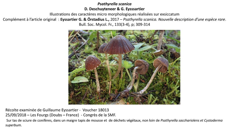 Psathyrella scanica