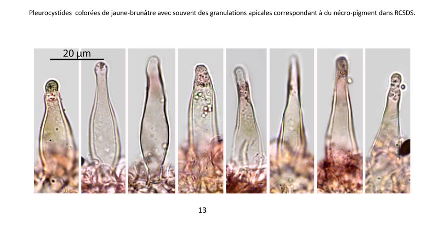 Psathyrella scanica