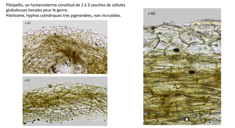 Psathyrella scanica