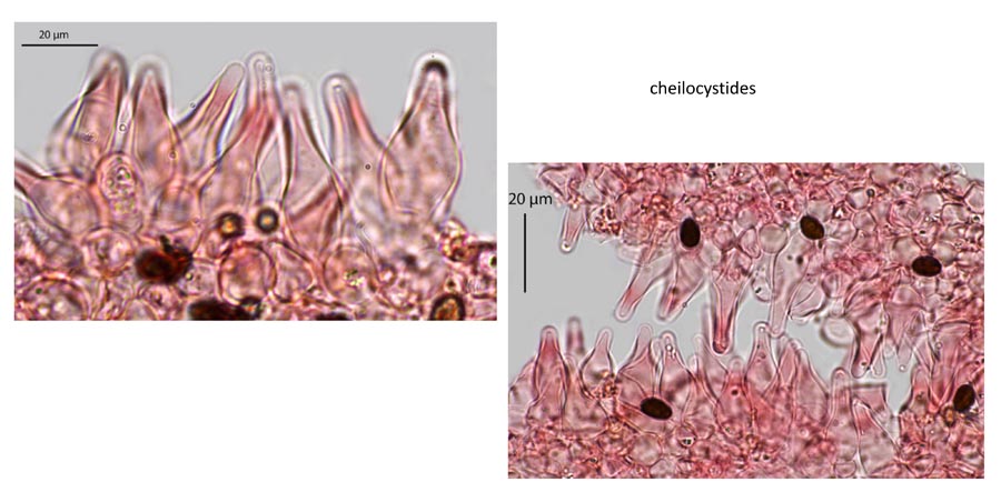 Psathyrella scanica