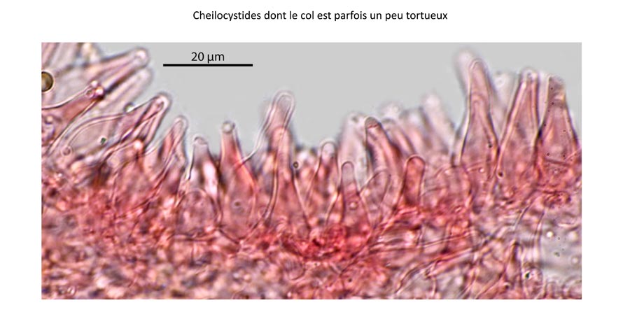 Psathyrella scanica