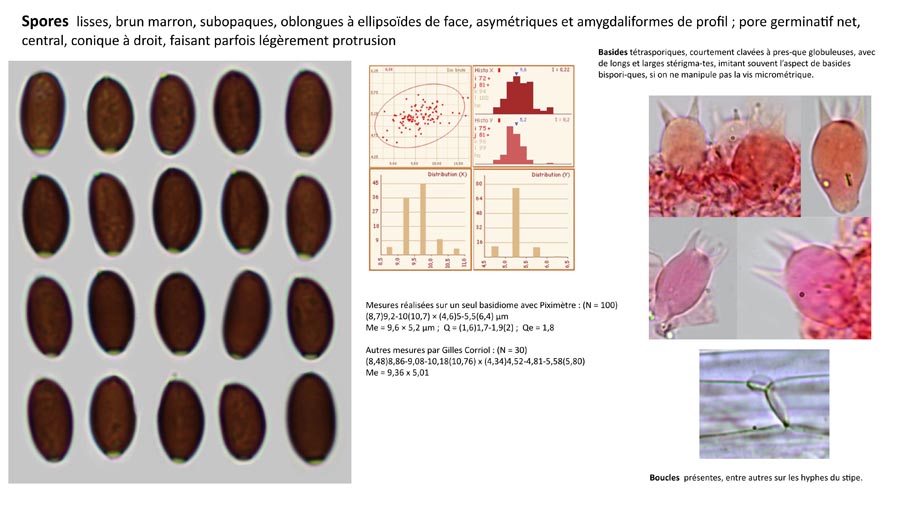 Psathyrella scatophyla