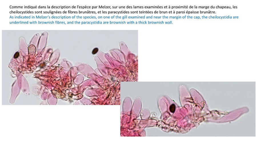 Psathyrella senex