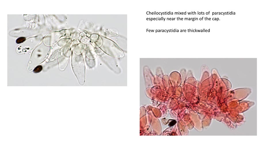 Psathyrella senex