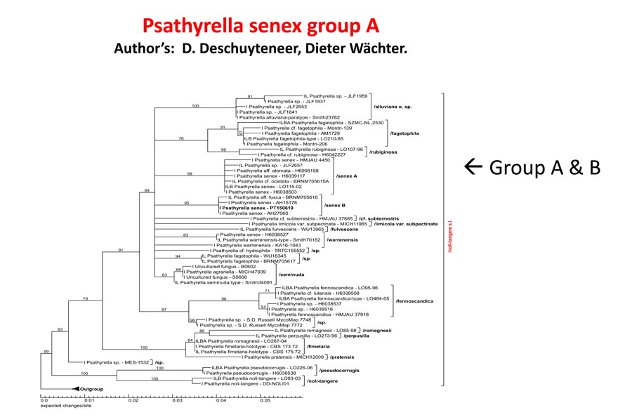 Psathyrella senex