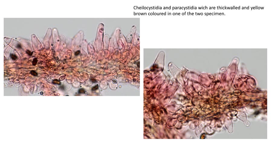 Psathyrella senex