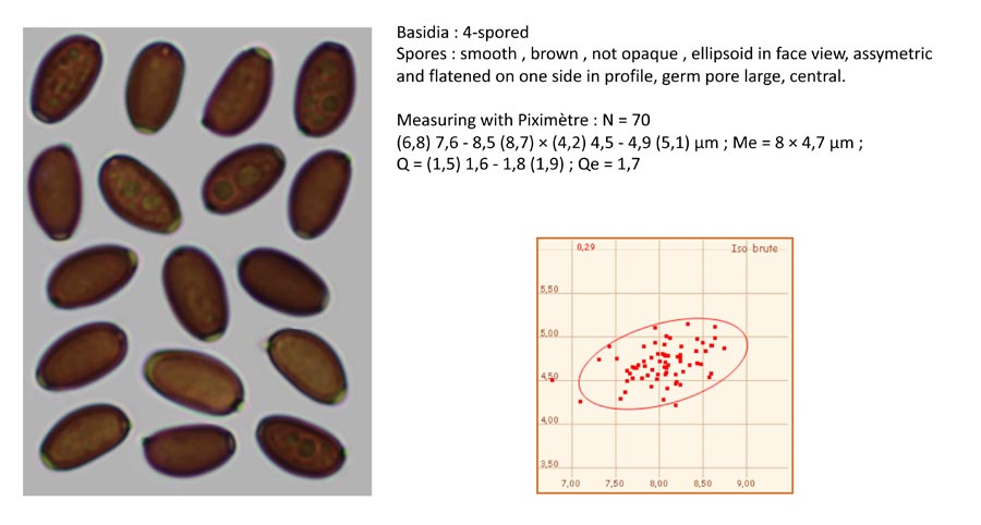 Psathyrella senex