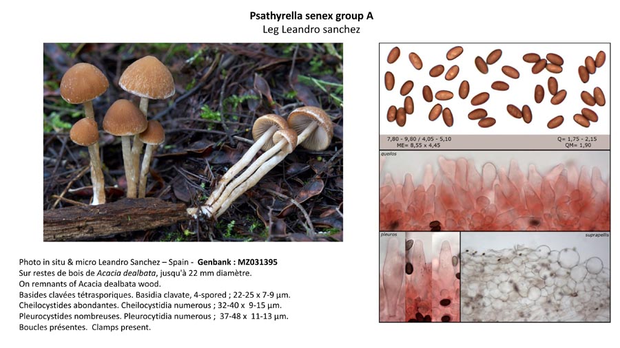 Psathyrella senex