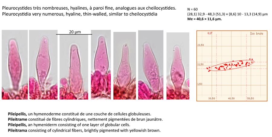 Psathyrella senex