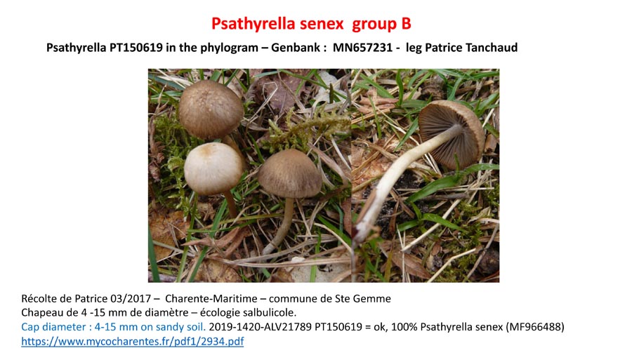 Psathyrella senex