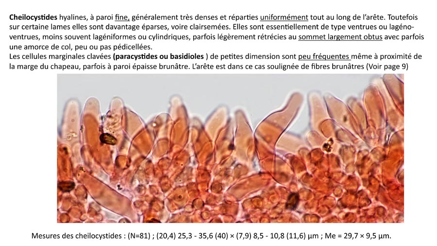 Psathyrella senex