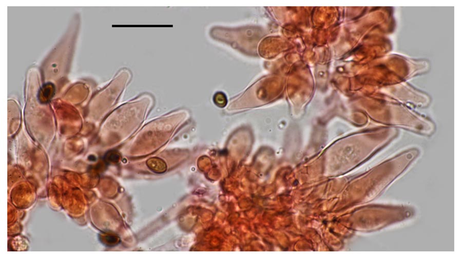 Psathyrella senex groupe A