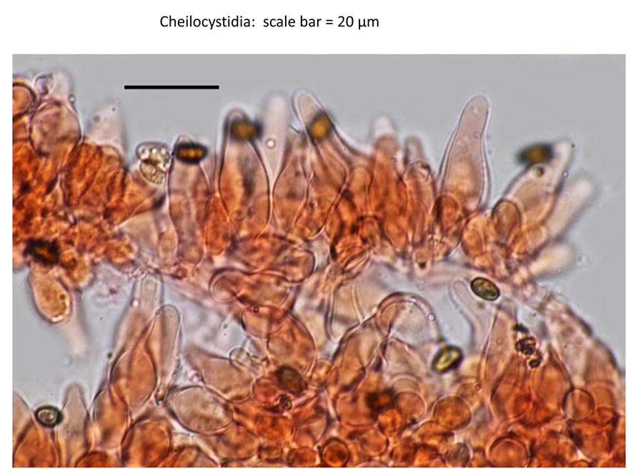 Psathyrella senex groupe A