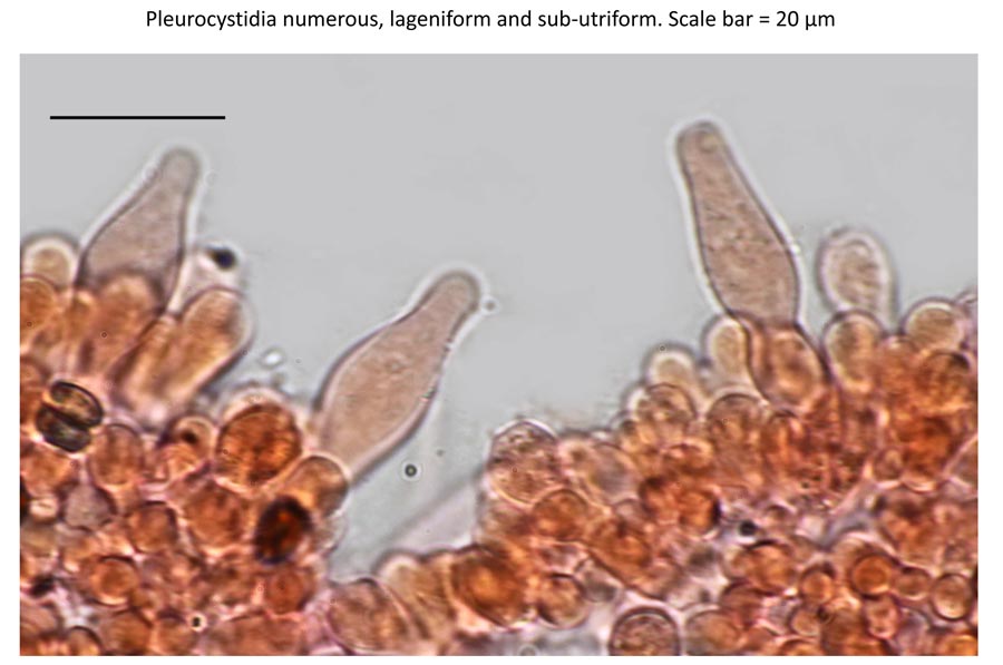 Psathyrella senex groupe A