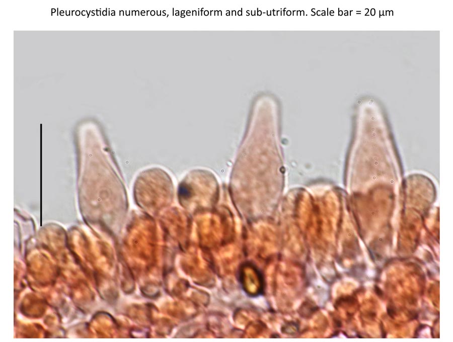 Psathyrella senex groupe A