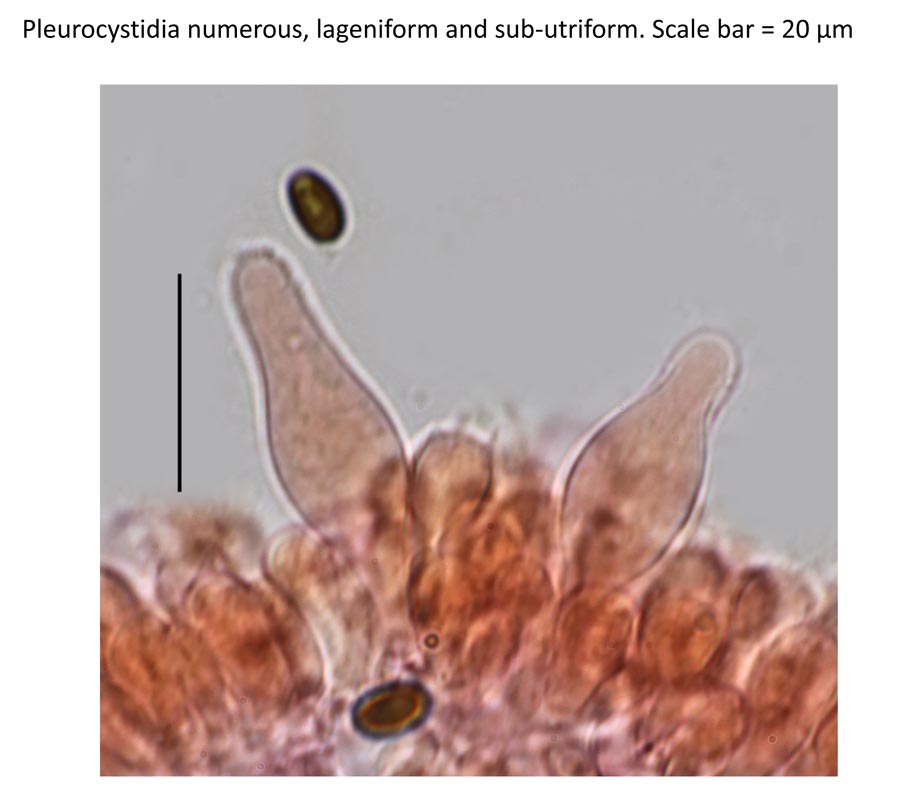 Psathyrella senex groupe A