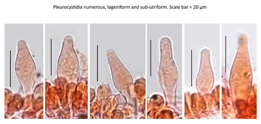 Psathyrella senex groupe A