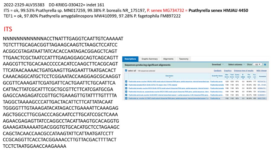 Psathyrella senex groupe A