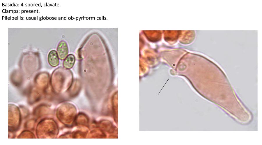 Psathyrella senex groupe A