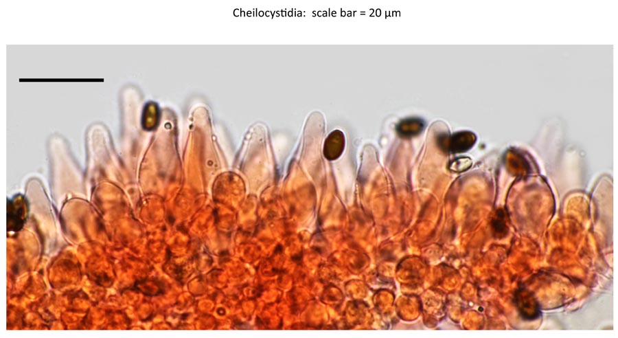 Psathyrella senex groupe A