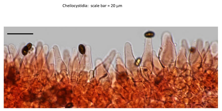 Psathyrella senex groupe A