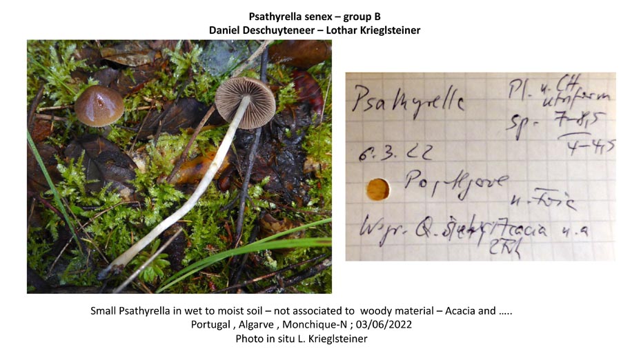 Psathyrella senex groupe B
