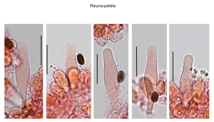 Psathyrella senex groupe B