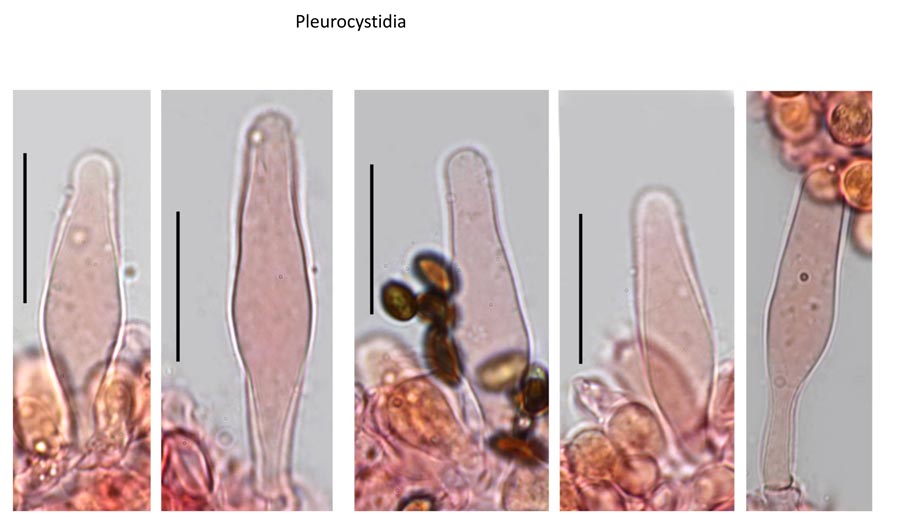 Psathyrella senex groupe B