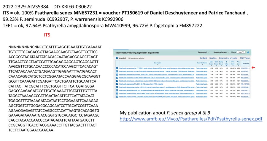 Psathyrella senex groupe B