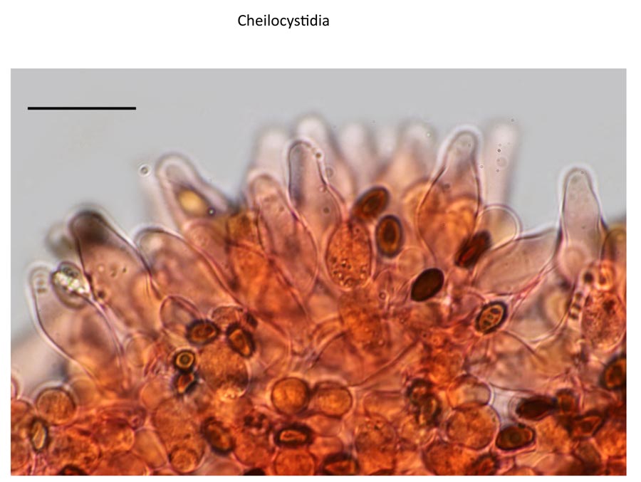 Psathyrella senex groupe B