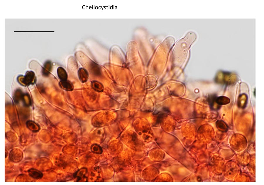 Psathyrella senex groupe B