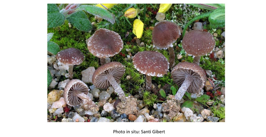 Psathyrella seymourensis