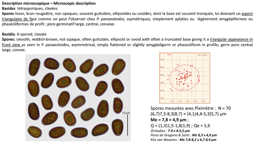 Psathyrella seymourensis