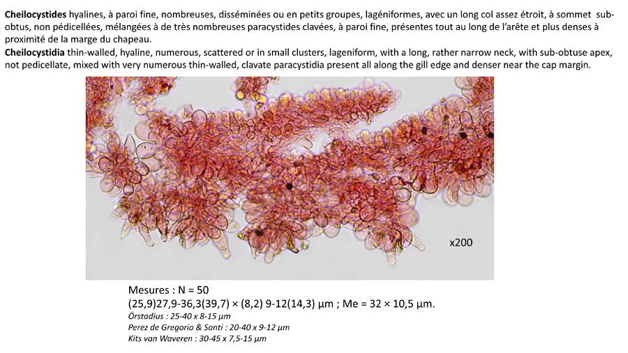 Psathyrella seymourensis