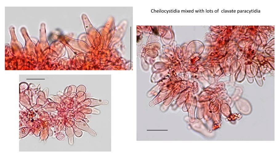 Psathyrella seymourensis