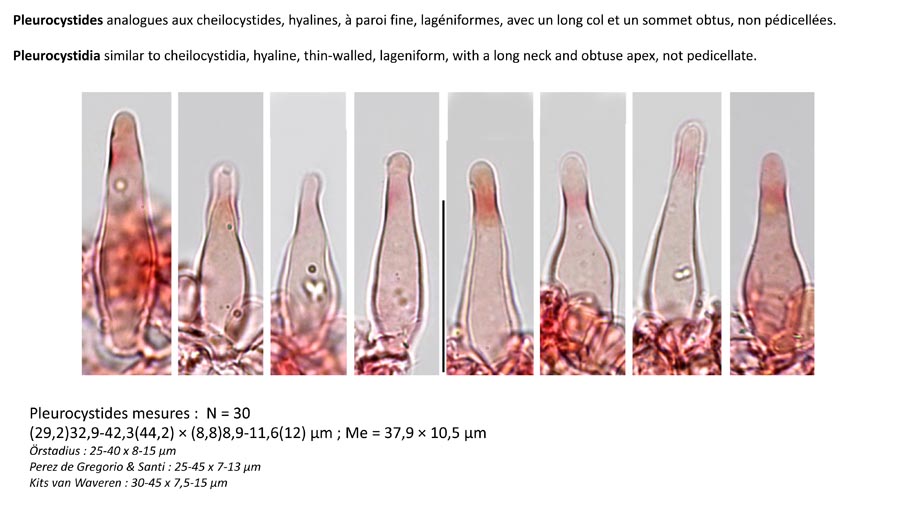 Psathyrella seymourensis