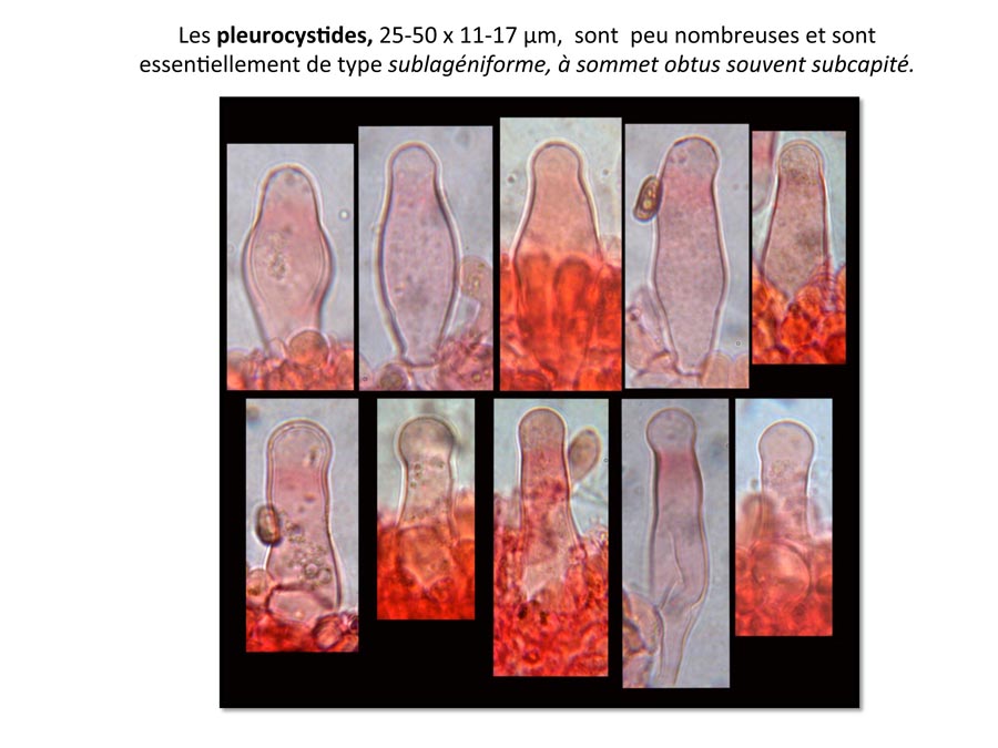 Psathyrella spadiceogrisea