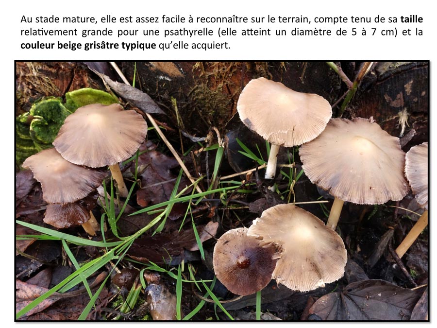 Psathyrella spadiceogrisea