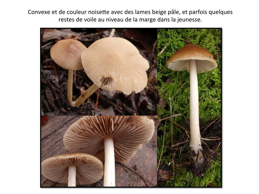 Psathyrella spadiceogrisea