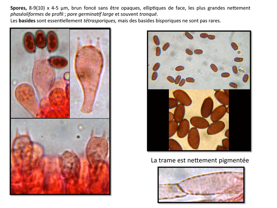 Psathyrella spadiceogrisea