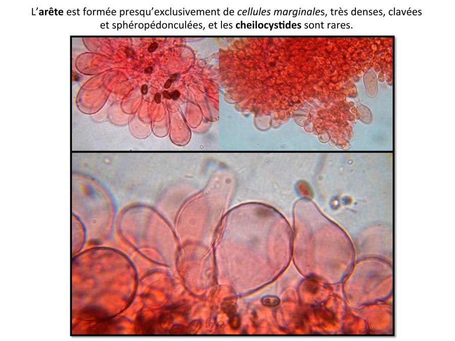 Psathyrella spadiceogrisea