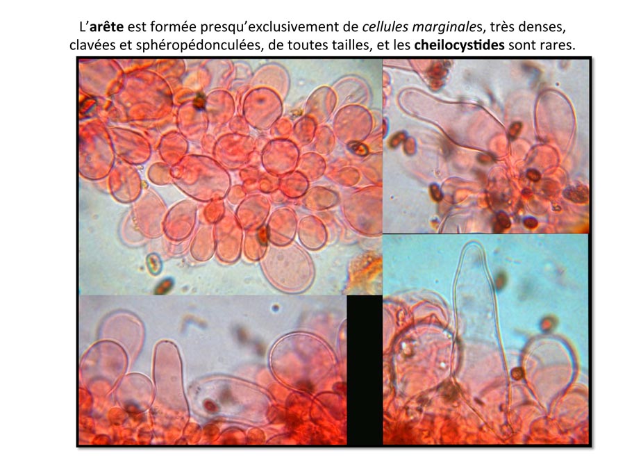 Psathyrella spadiceogrisea