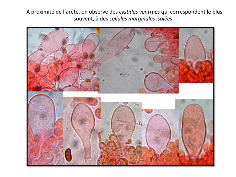 Psathyrella spadiceogrisea