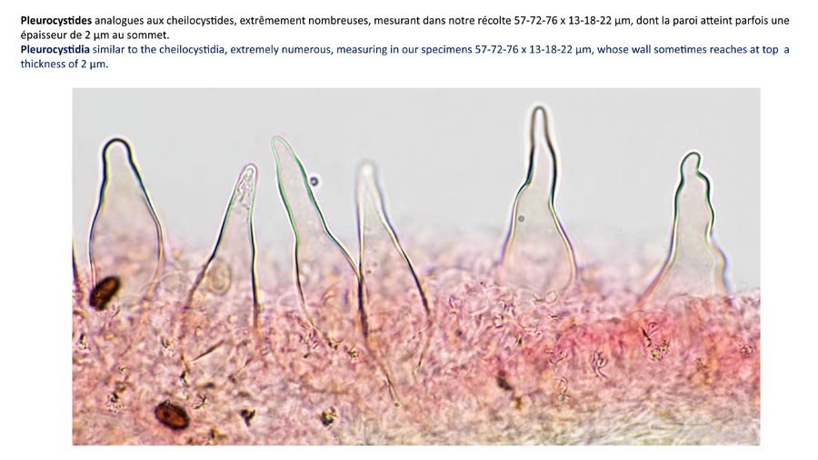 Psathyrella spintrigeroides