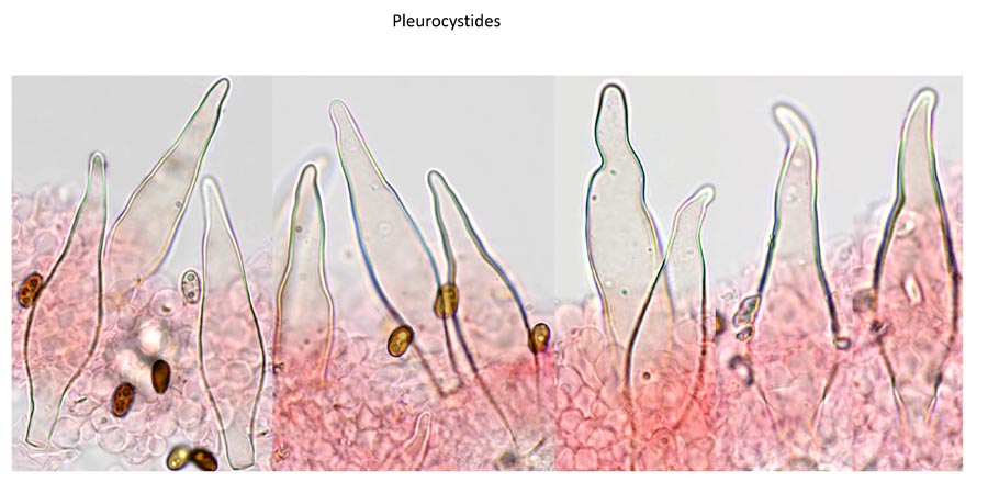 Psathyrella spintrigeroides