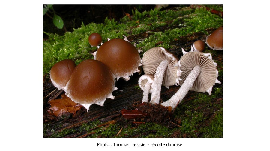 Psathyrella spintrigeroides