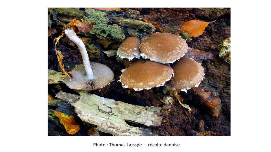 Psathyrella spintrigeroides