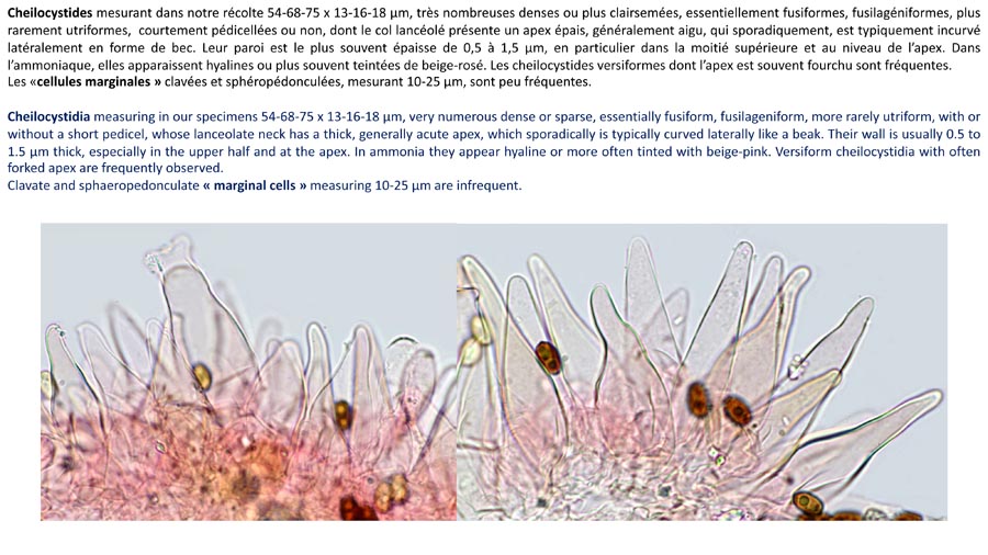 Psathyrella spintrigeroides